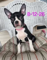 PIXIE----AKC, a female Boston Terrier for sale in Strasburg, OH – 2 of 5