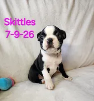 Skittles, a female Boston Terrier for sale in Strasburg, OH – 4 of 6