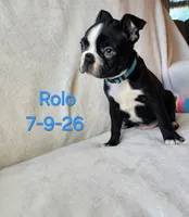 Rolo, a male Boston Terrier for sale in Strasburg, OH – 2 of 7