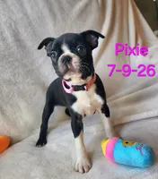 PIXIE----AKC, a female Boston Terrier for sale in Strasburg, OH – 4 of 7