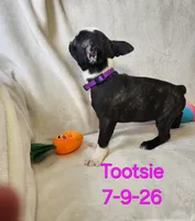 Tootsie, a female Boston Terrier for sale in Strasburg, OH – 3 of 6