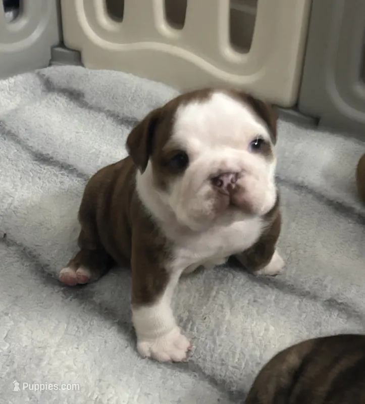 English Bulldog Puppy – English Bulldog puppy for sale in New Port Richey, FL