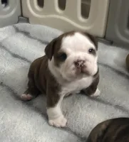 English Bulldog Puppy, a male English Bulldog for sale in New Port Richey, FL – 1 of 3