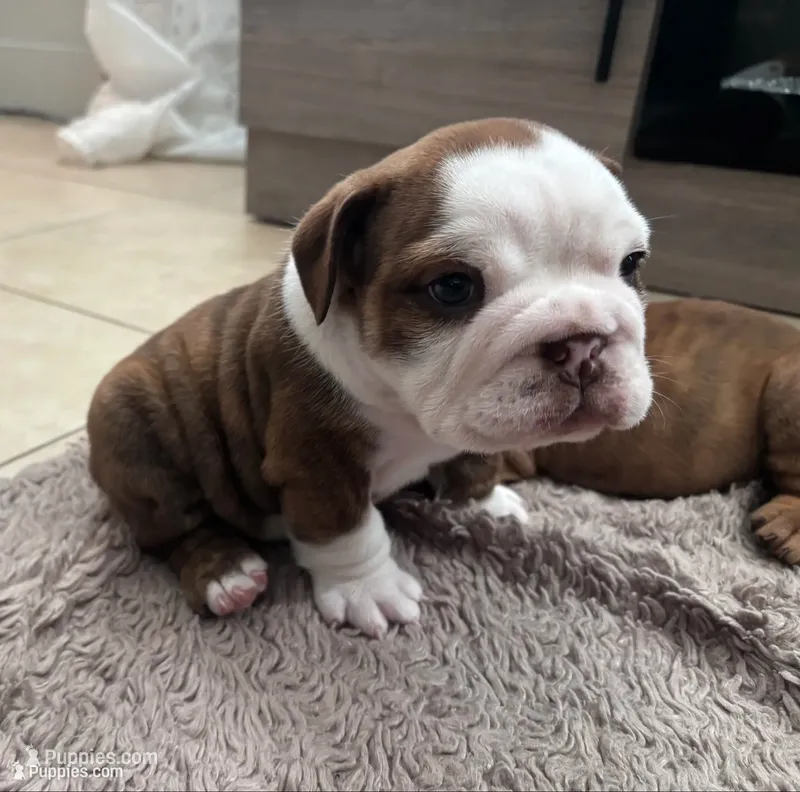 English Bulldog Puppy – English Bulldog puppy for sale in New Port Richey, FL