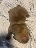 English Bulldog Puppy, a female English Bulldog for sale in New Port Richey, FL – 3 of 3