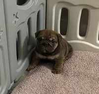 English Bulldog , a male English Bulldog for sale in New Port Richey, FL – 1 of 3