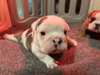 processed/69fa232c-bd2d-4aed-834c-b30c8fb6ee21/listing/79fdb782-6002-4894-bf7d-b1b3a0a4733a/1933ffb9-68d0-4aa0-9f3f-56164840ca27