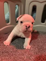 processed/69fa232c-bd2d-4aed-834c-b30c8fb6ee21/listing/79fdb782-6002-4894-bf7d-b1b3a0a4733a/c7415c2e-e69a-4afa-b0d8-3e836364670f