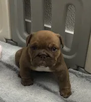 English Bulldog Puppy, a female English Bulldog for sale in New Port Richey, FL – 1 of 3