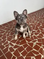 Willow , a female French Bulldog for sale in New Port Richey, FL – Photo 3 of 4