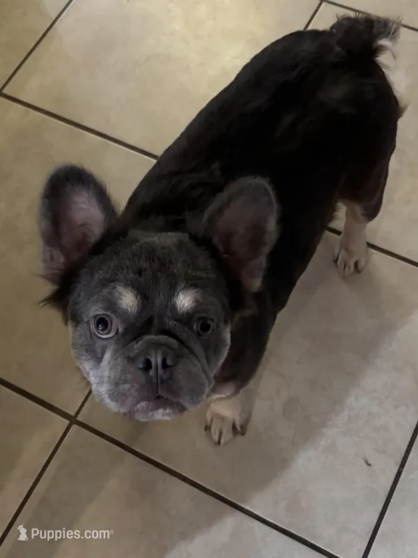 Willow  – French Bulldog puppy for sale in New Port Richey, FL