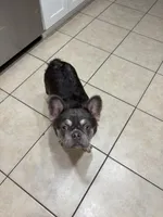 Willow , a female French Bulldog for sale in New Port Richey, FL – Photo 4 of 4