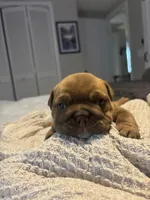 English Bulldog Puppy, a female English Bulldog for sale in New Port Richey, FL – 2 of 3