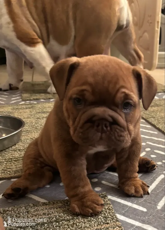 English Bulldog Puppy – English Bulldog puppy for sale in New Port Richey, FL