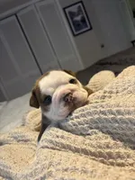 English Bulldog Puppy, a male English Bulldog for sale in New Port Richey, FL – 2 of 3