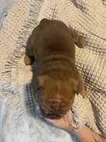 English Bulldog , a male English Bulldog for sale in New Port Richey, FL – 3 of 3