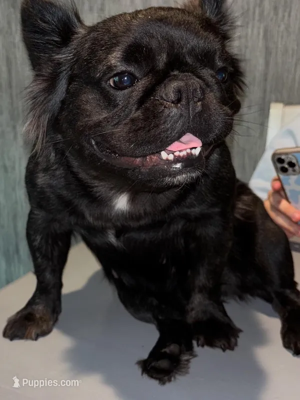 Lady Bug – French Bulldog puppy for sale in New Port Richey, FL