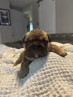 English Bulldog , a male English Bulldog for sale in New Port Richey, FL – 2 of 3