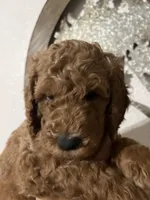 Ollie, a male Goldendoodle for sale in Fresno, CA – 1 of 1