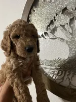 Ivy, a female Goldendoodle for sale in Fresno, CA – 1 of 1