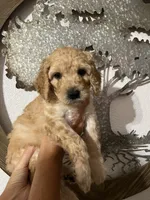 Lilly, a female Goldendoodle for sale in Fresno, CA – 1 of 1