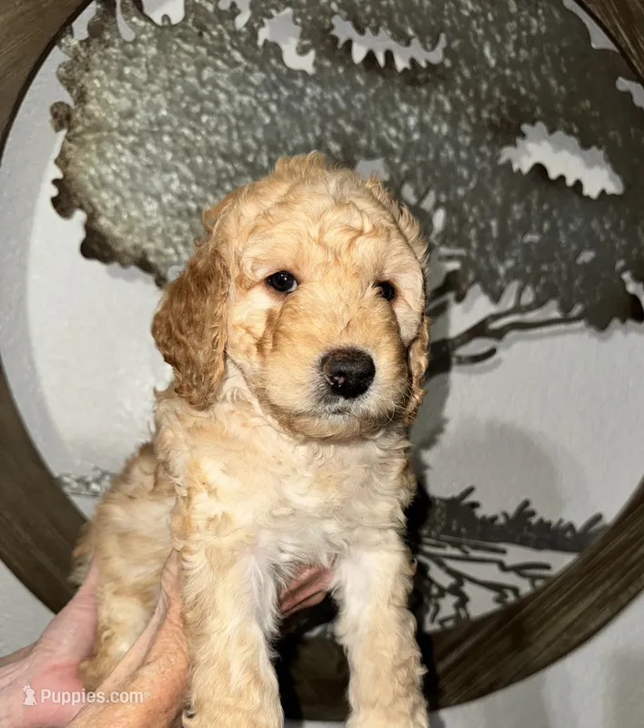 Sold – Goldendoodle puppy for sale in Fresno, CA