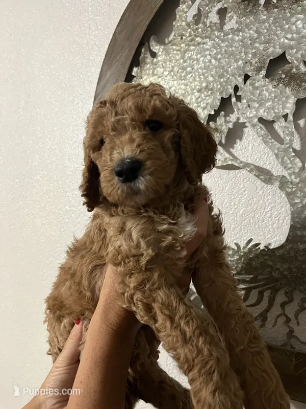 Tye – Goldendoodle puppy for sale in Fresno, CA