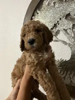 Tye, a male Goldendoodle for sale in Fresno, CA – 1 of 1