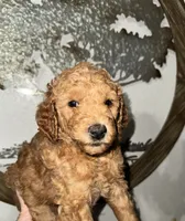 Poppy, a female Goldendoodle for sale in Fresno, CA – 1 of 1