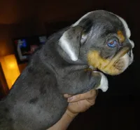 APHRODITE, a female English Bulldog for sale in Chattahoochee Hills, GA – 4 of 5