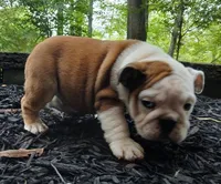PERFECT GA. BULLDOG BOY!!! 8 WEEKS OLD, a male English Bulldog for sale in Chattahoochee Hills, GA – 2 of 5
