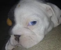 APHRODITE, a female English Bulldog for sale in Chattahoochee Hills, GA – 5 of 5