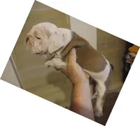 Our Lil Big Girl....Ratatouilla, a female English Bulldog for sale in Chattahoochee Hills, GA – 2 of 10