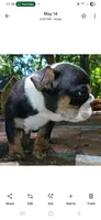 Dark Chocolate Merle Boy!, a male English Bulldog for sale in Chattahoochee Hills, GA – 6 of 6