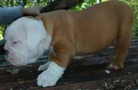 Lil' Macarone's, "Nature Boy Rick Flair", a male English Bulldog for sale in Chattahoochee Hills, GA – 6 of 8