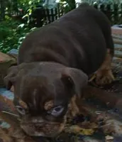 "CO CO" The chocolate princess! , a female English Bulldog for sale in Chattahoochee Hills, GA – 7 of 8