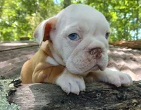 Lil' Macarone's, "Nature Boy Rick Flair", a male English Bulldog for sale in Chattahoochee Hills, GA – 5 of 8