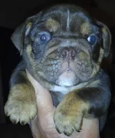 "CO CO" The chocolate princess! , a female English Bulldog for sale in Chattahoochee Hills, GA – 3 of 8