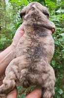 DUTCHESS, a female English Bulldog for sale in Chattahoochee Hills, GA – 2 of 6