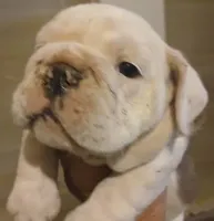 Our Lil Big Girl....Ratatouilla, a female English Bulldog for sale in Chattahoochee Hills, GA – 7 of 10