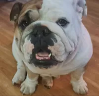 Our Lil Big Girl....Ratatouilla, a female English Bulldog for sale in Chattahoochee Hills, GA – 9 of 10