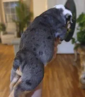 APHRODITE, a female English Bulldog for sale in Chattahoochee Hills, GA – 2 of 5