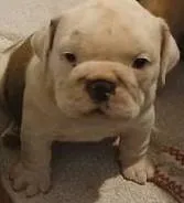 Our Lil Big Girl....Ratatouilla, a female English Bulldog for sale in Chattahoochee Hills, GA – 3 of 10