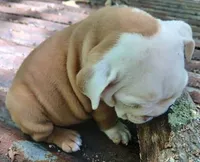 Lil' Macarone's, "Nature Boy Rick Flair", a male English Bulldog for sale in Chattahoochee Hills, GA – 4 of 8