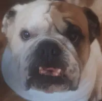 Our Lil Big Girl....Ratatouilla, a female English Bulldog for sale in Chattahoochee Hills, GA – 10 of 10