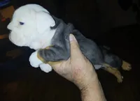 APHRODITE, a female English Bulldog for sale in Chattahoochee Hills, GA – 3 of 5