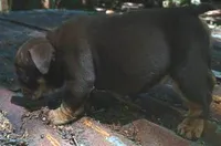 "CO CO" The chocolate princess! , a female English Bulldog for sale in Chattahoochee Hills, GA – 4 of 8
