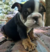 Dark Chocolate Merle Boy!, a male English Bulldog for sale in Chattahoochee Hills, GA – 4 of 5