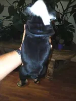 Dark Chocolate Merle Boy!, a male English Bulldog for sale in Chattahoochee Hills, GA – 2 of 5