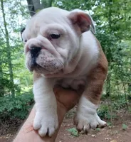PERFECT GA. BULLDOG BOY!!! 8 WEEKS OLD, a male English Bulldog for sale in Chattahoochee Hills, GA – 4 of 5